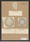 Aulacodiscus lahusenii Witt. (de-Toni-Nr.: Genus 182, Species 4550) Zeichnungen Sammlung Grunow Nr. 8154 (NHMW-BOT-W0377518)